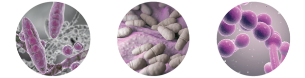 Wykrywanie patogenów chorobotwórczych skóry, włosów i grzybów paznokciowych.